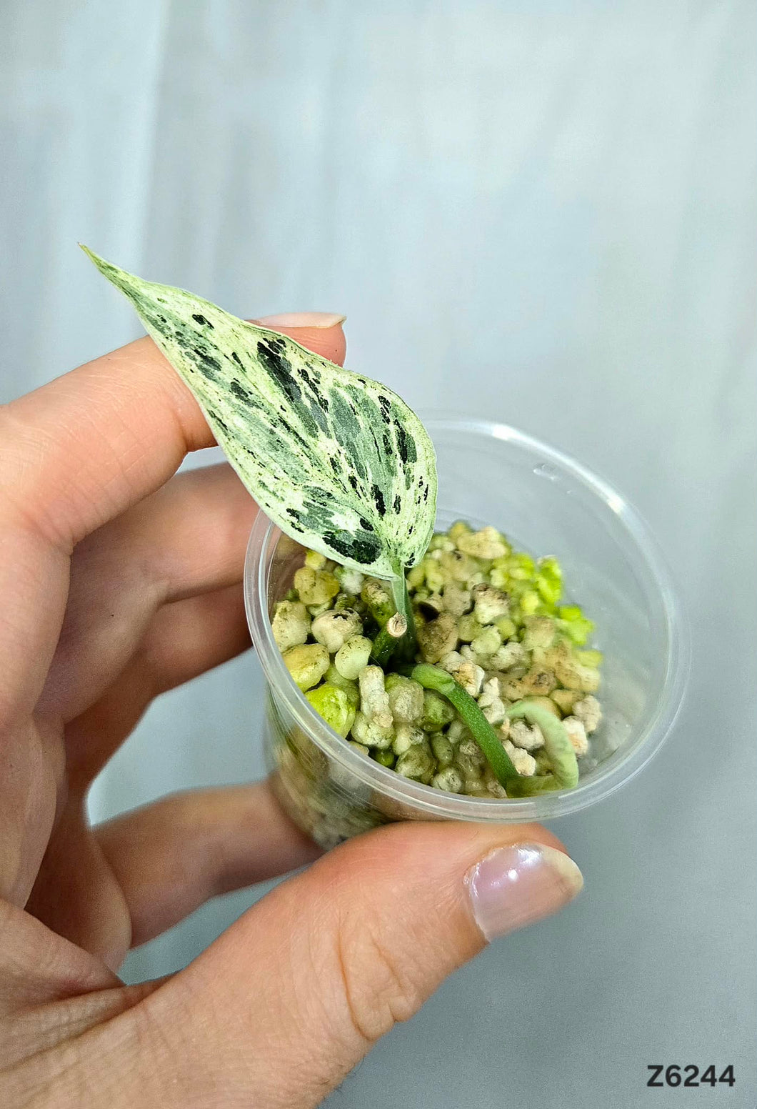 Scindapsus Perlas #Z6244