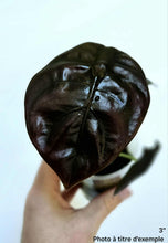 Load image into Gallery viewer, Alocasia red secret
