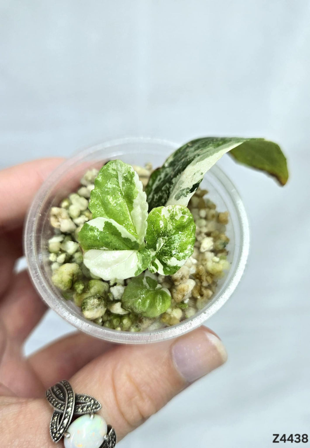 Procris Repens Albo #Z4438
