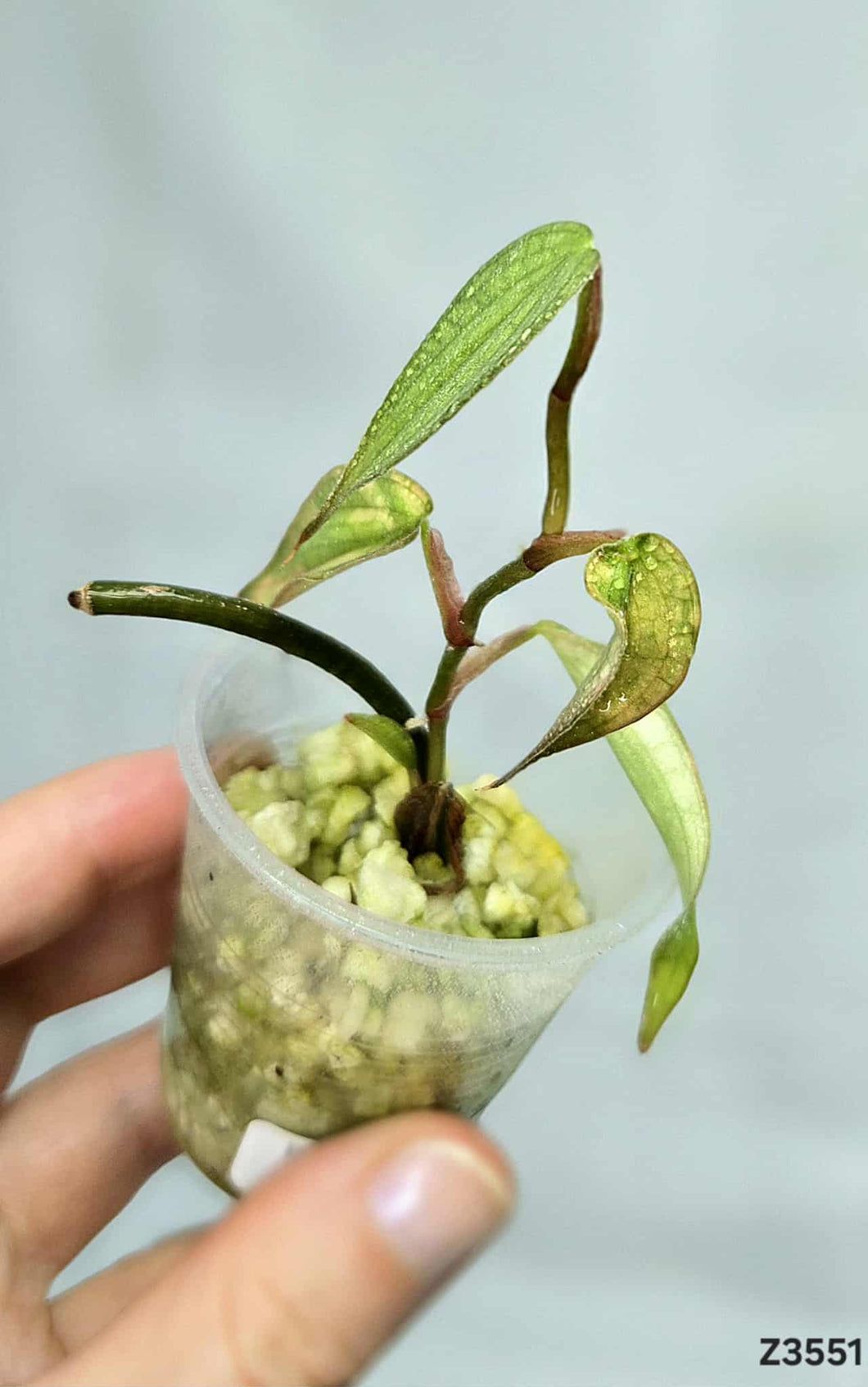 Philodendron Burle Marx Fantasy  #Z3551