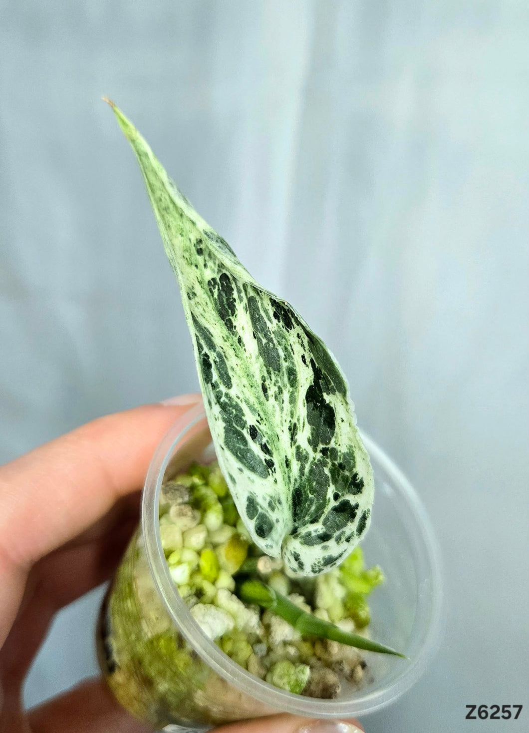 Scindapsus Perlas #Z6257