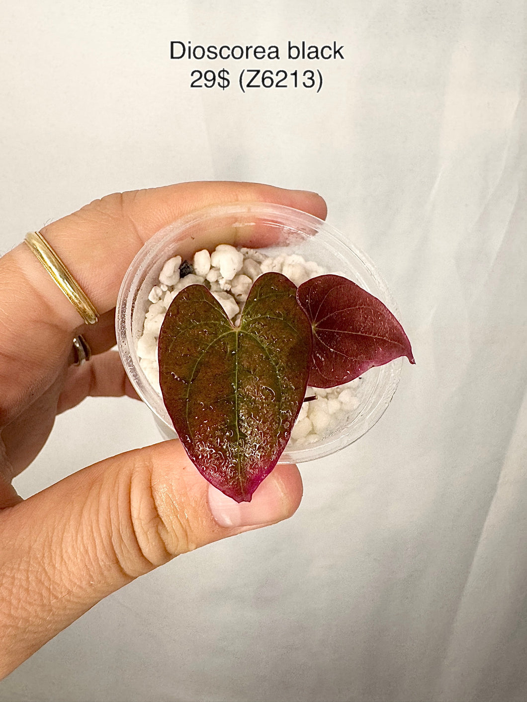 Dioscorea black Z6213