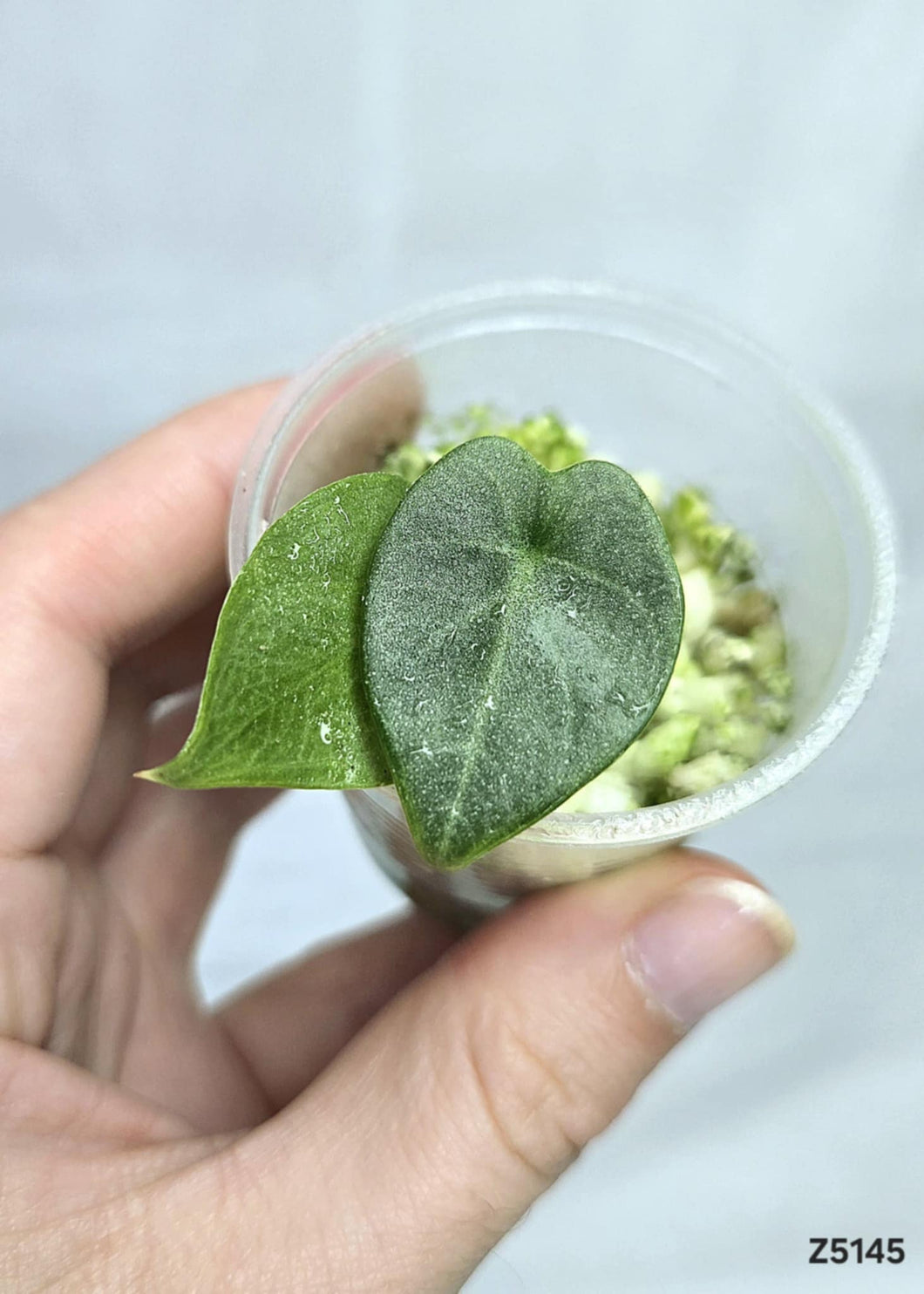 Alocasia Silver Dragon #Z5145