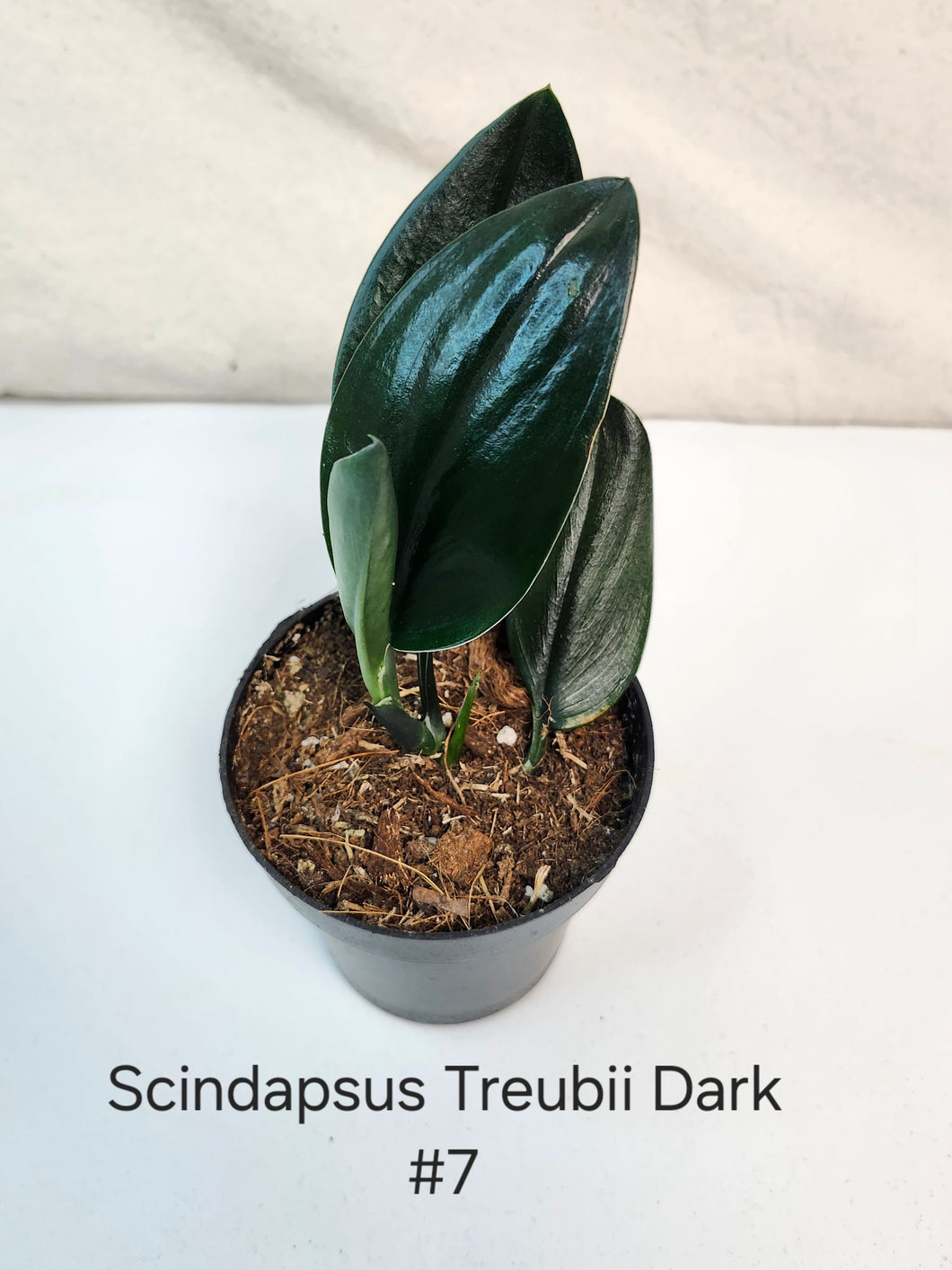 Scindapsus Treubii Dark Form #7