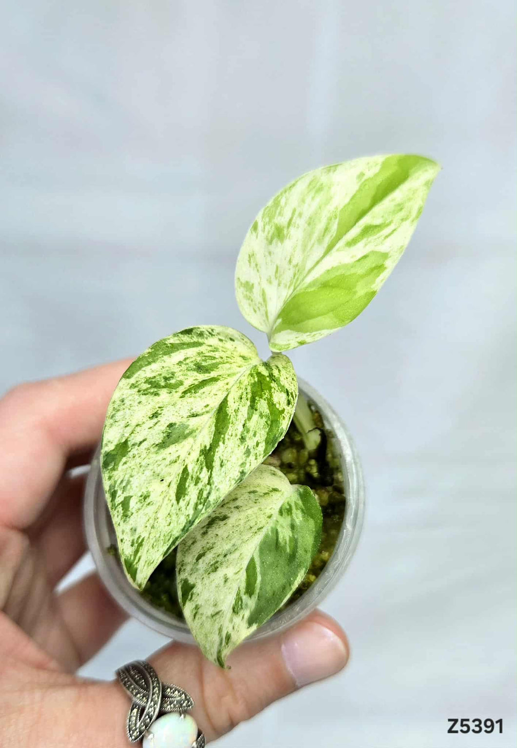 Epipremnum Pinnatum Marble #Z5391