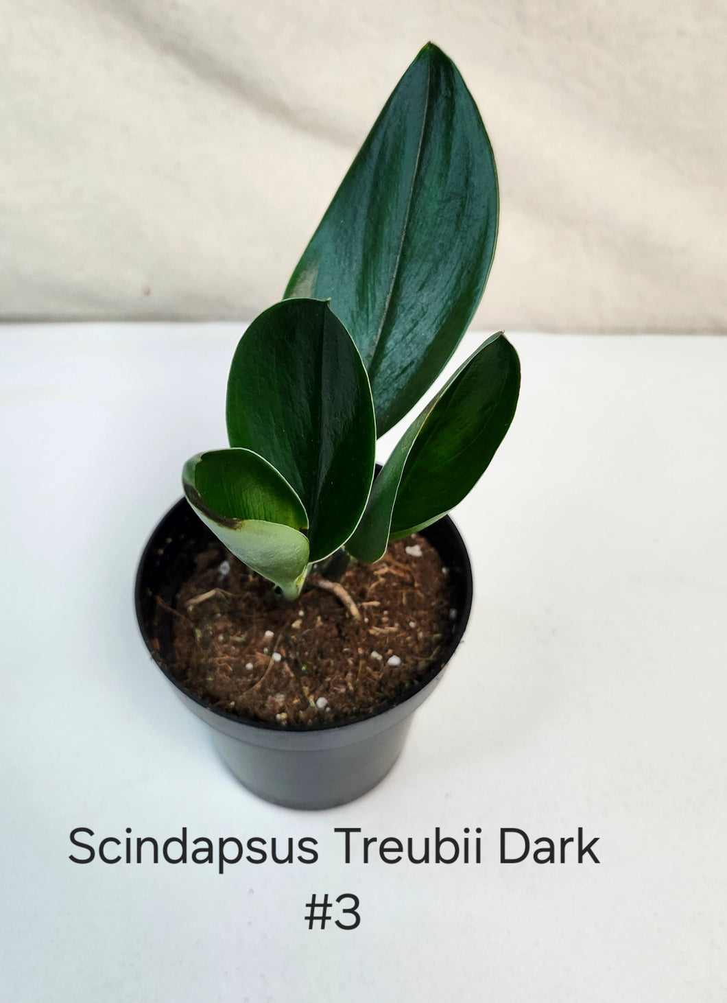 Scindapsus Treubii Dark Form #3