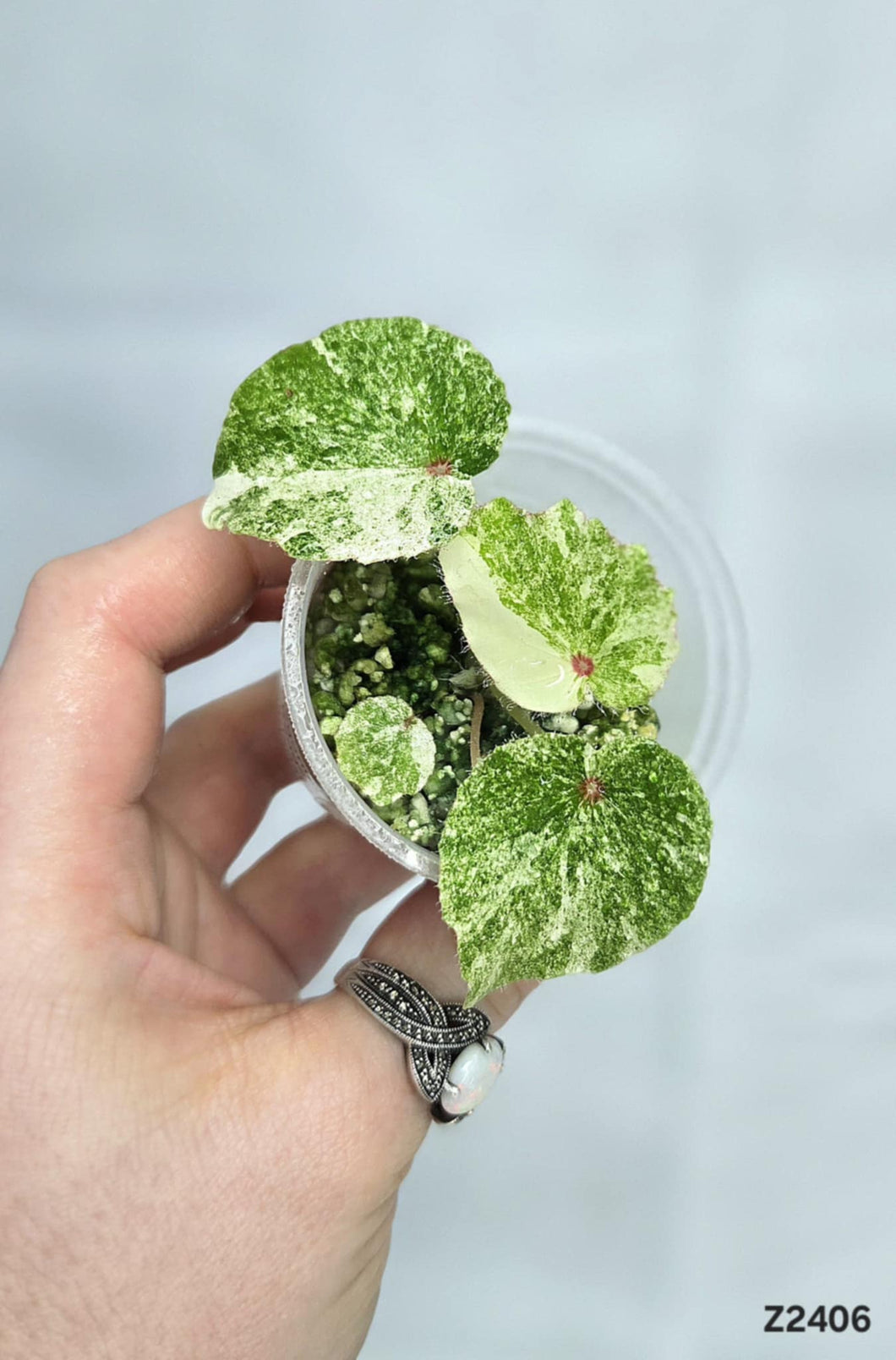 Bégonia Rouge Variegata #Z2406