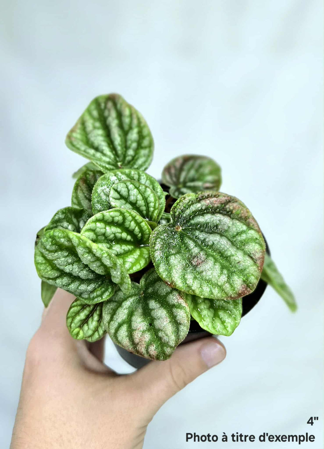 Peperomia Robella⭐️