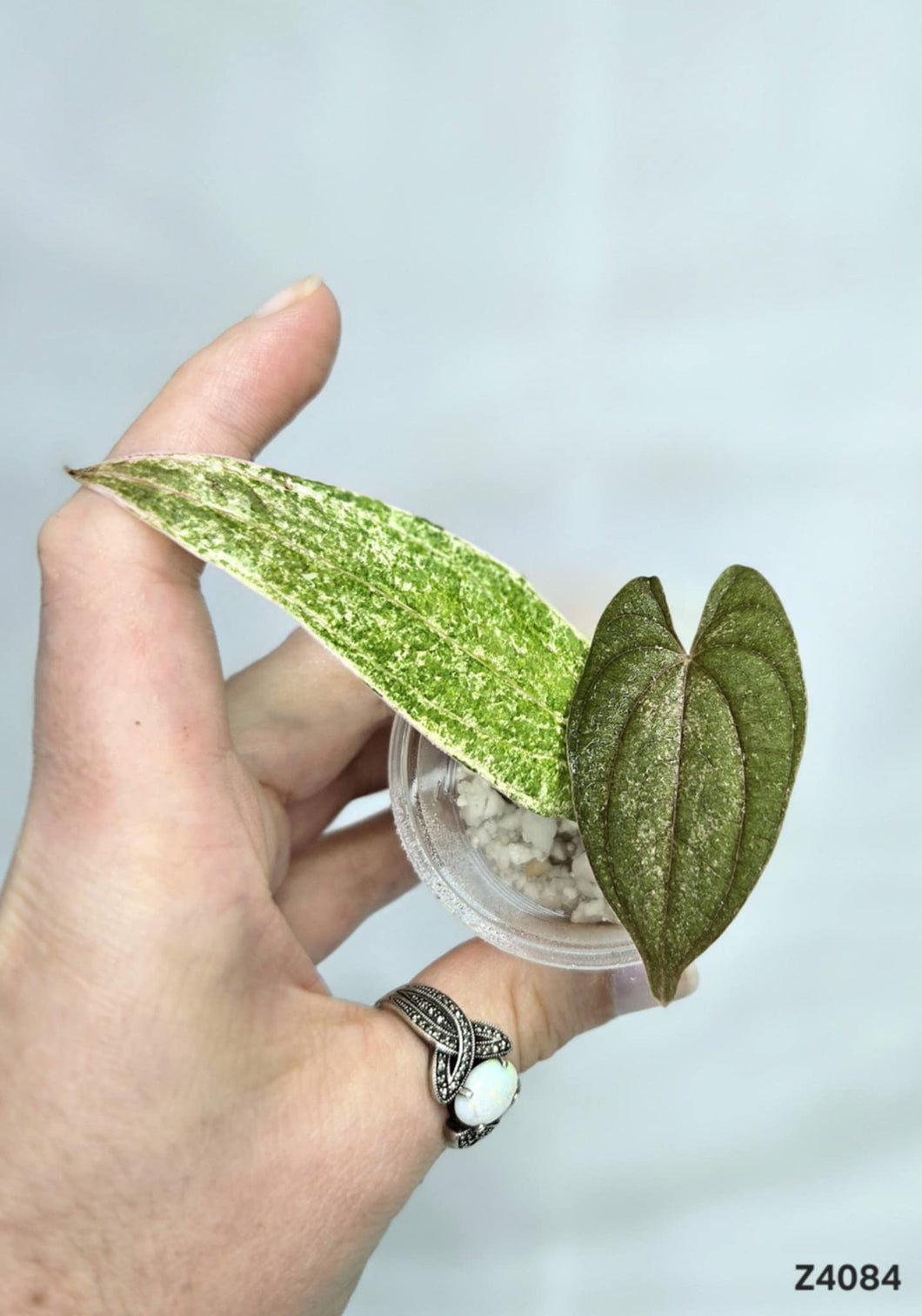 Dioscorea Pixel Pink #Z4084