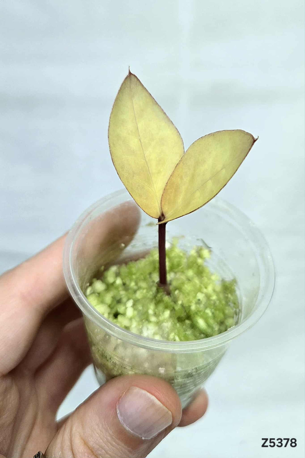 Zz plant Variegata #Z5378