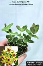 Load image into Gallery viewer, Hoya Cumingiana Albo ⭐️
