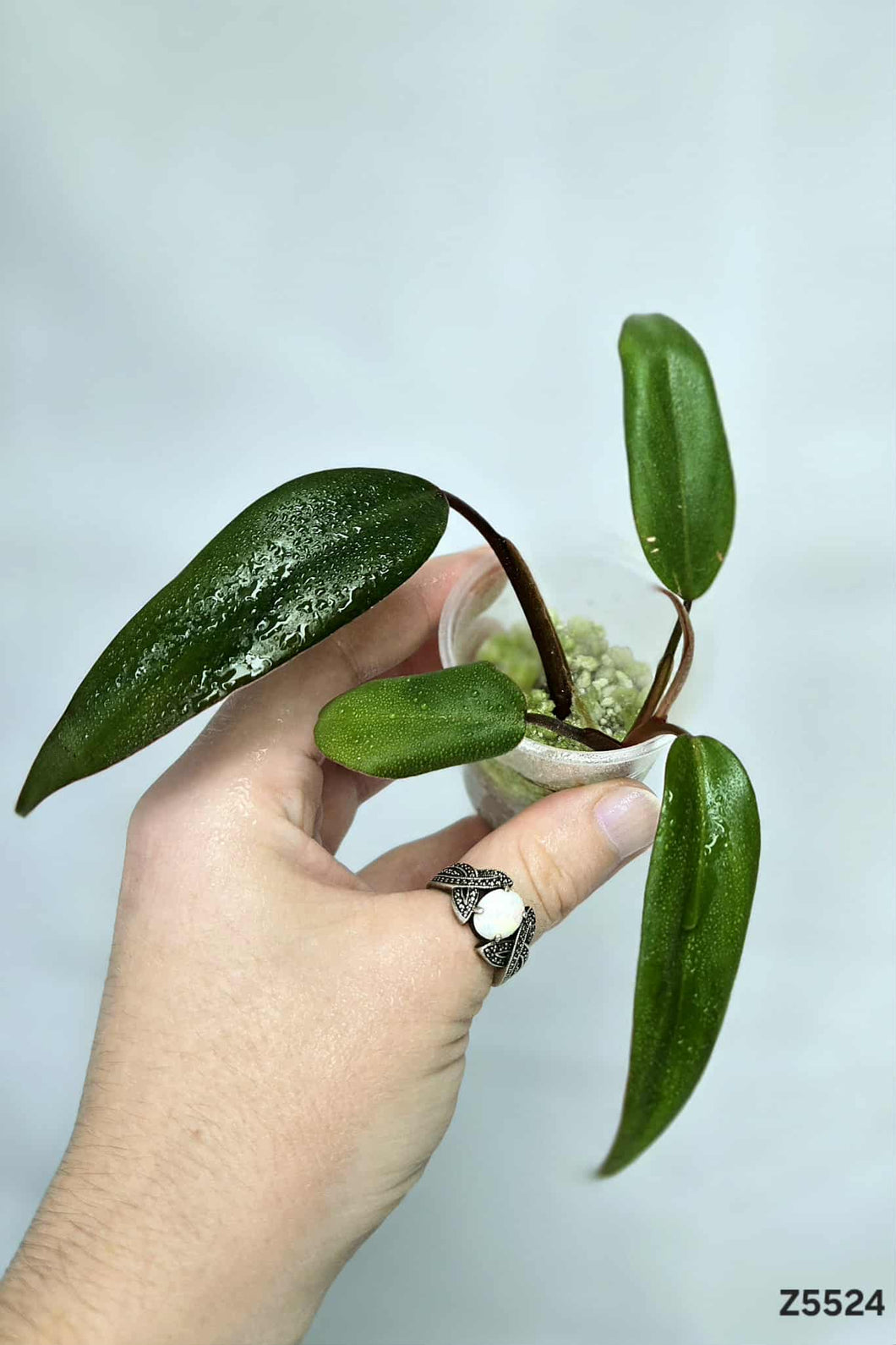 Philodendron Strawberry Shake Revert #Z5524