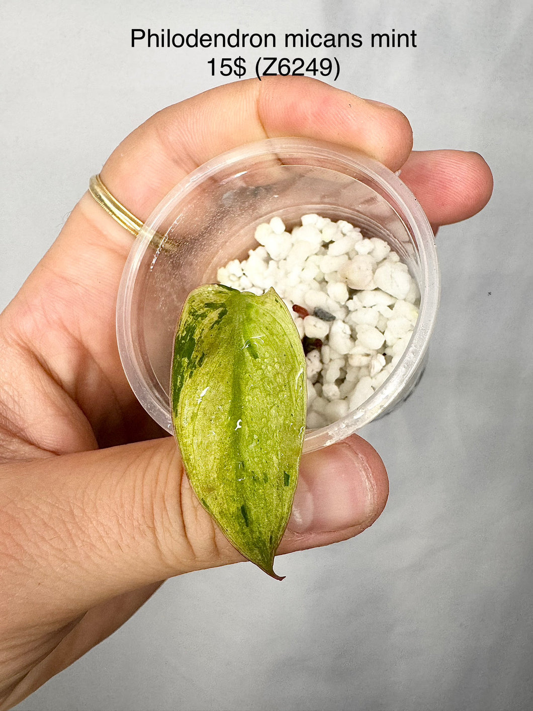 Philodendron Micans Mint #Z6249