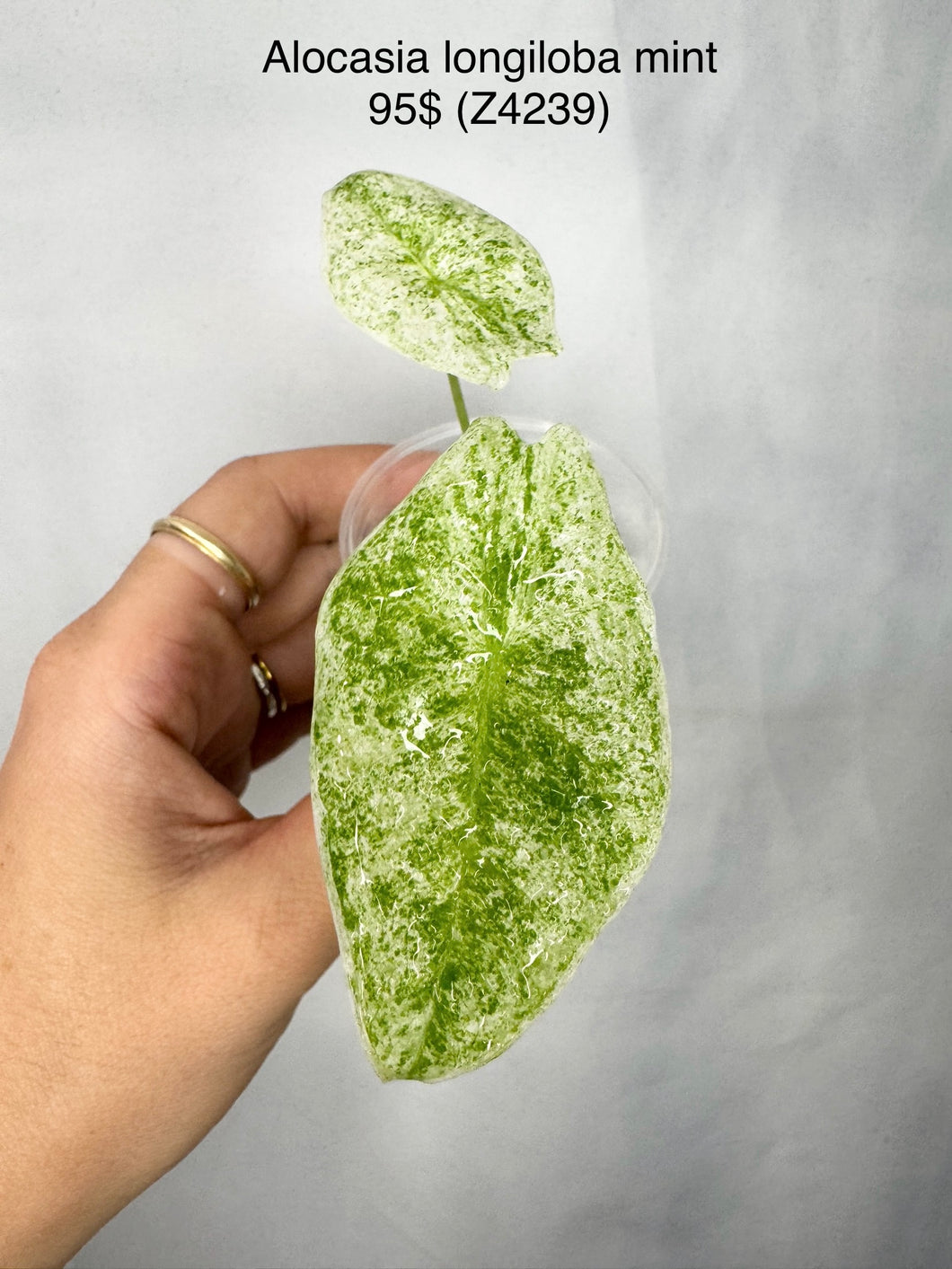 Alocasia Longiloba Mint #Z4239