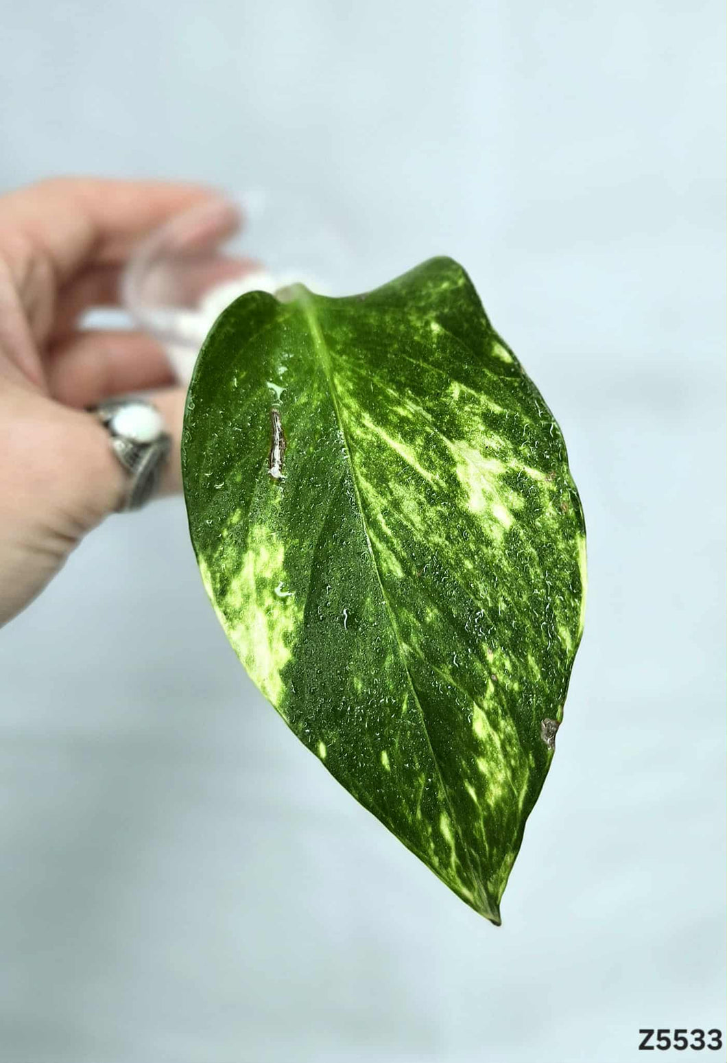 Golden Pothos #Z5533