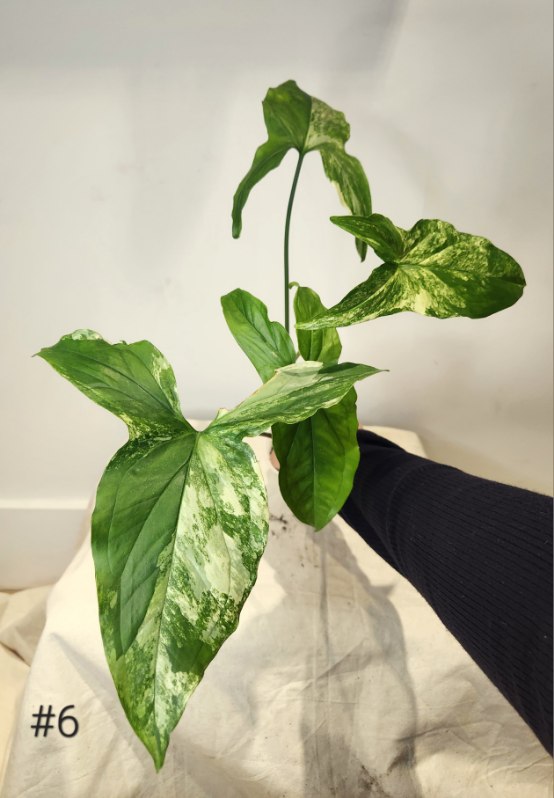 Syngonium albo