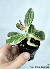 Charger l&#39;image dans la galerie, Crassula jade variegata
