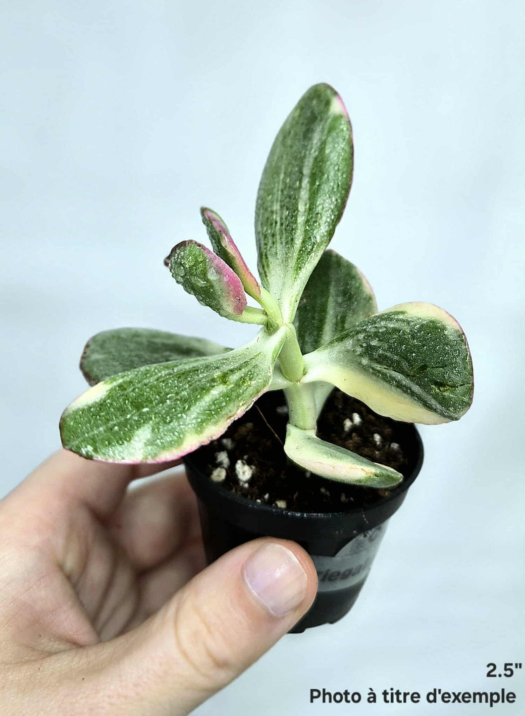 Crassula jade variegata