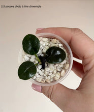 Charger l'image dans la galerie, Hoya Ciliata ⭐️
