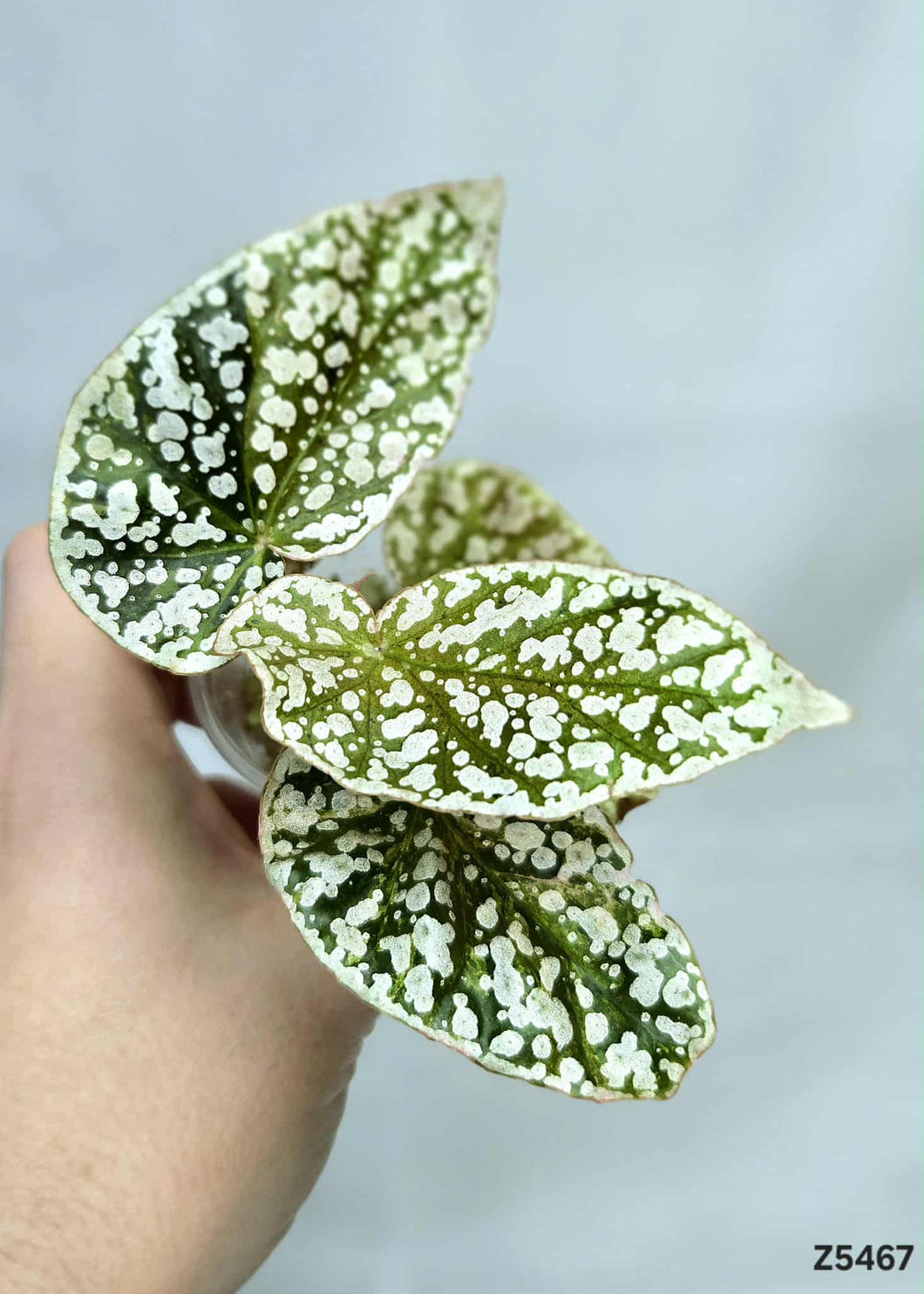 Bégonia Snowcapped Variegata #Z5467