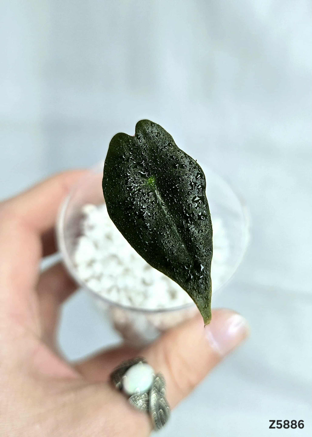 Alocasia Nobilis #Z5886
