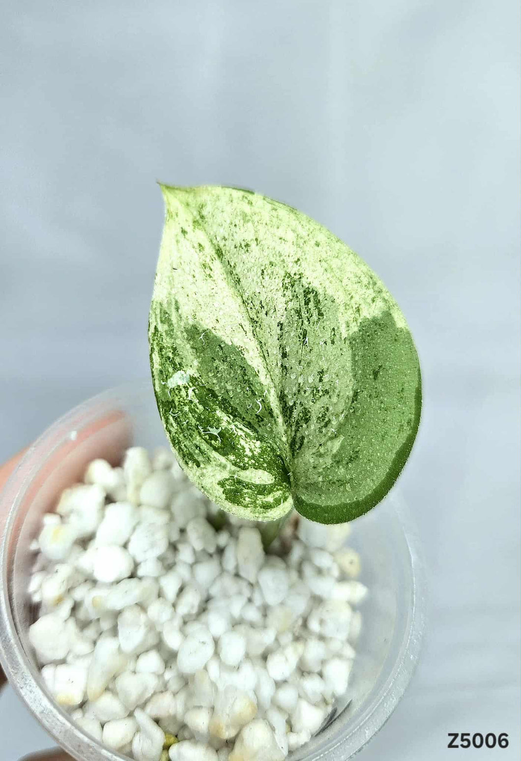 Scindapsus Jade Satin Marble #Z5006