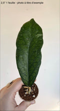 Load image into Gallery viewer, Hoya Vitellinoides ⭐️

