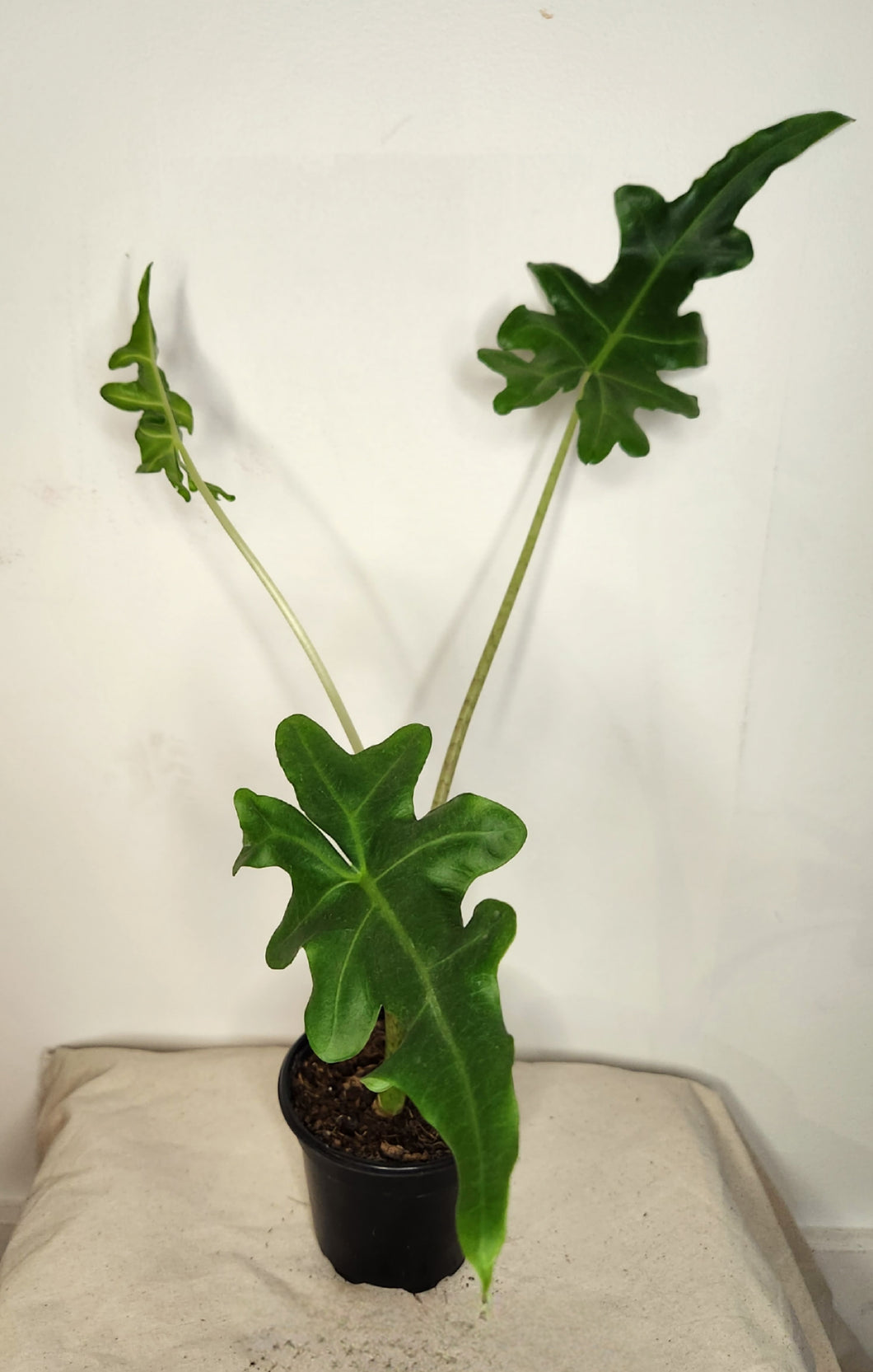 Alocasia portei