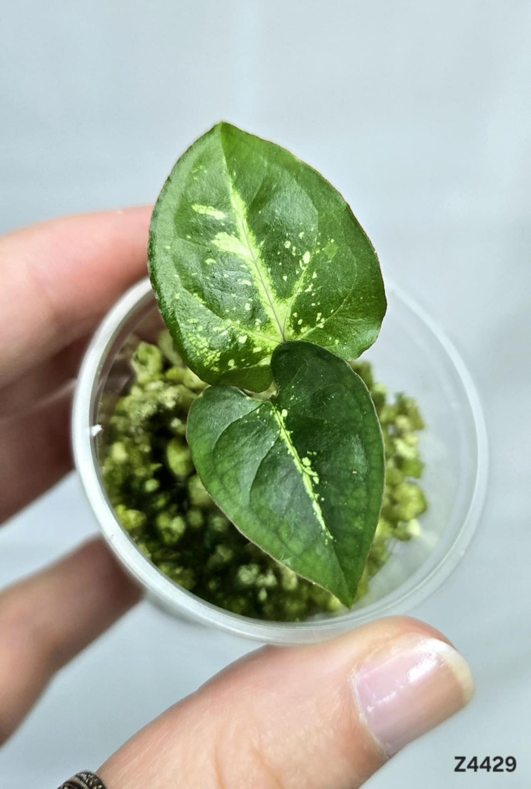 Syngonium Panda Galaxy #Z4429
