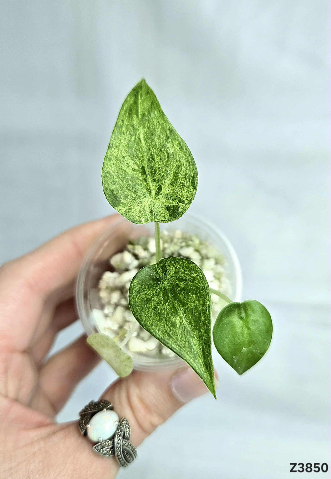 Alocasia Cucullata Mint #Z3850