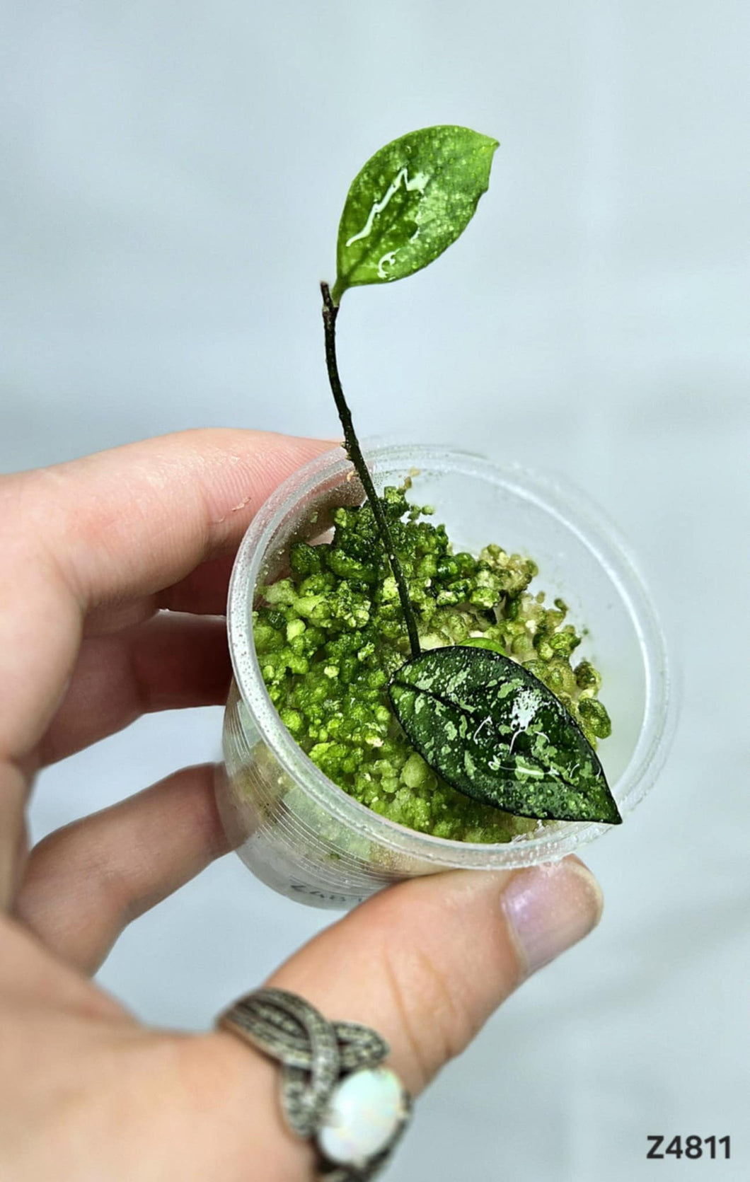 Hoya Crassipetiolata Splash ⭐️ #Z4811