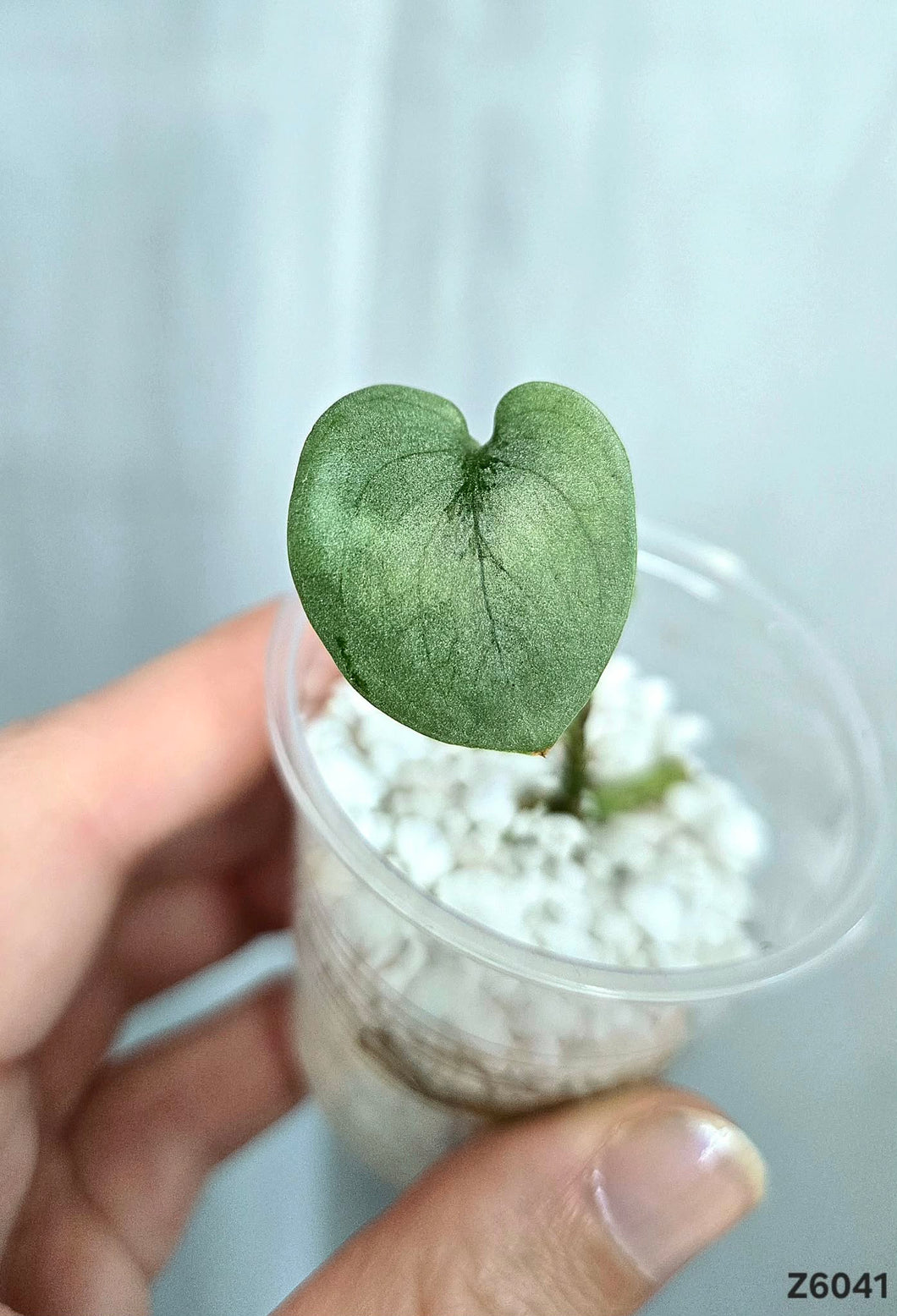 Scindapsus Platinum #Z6041