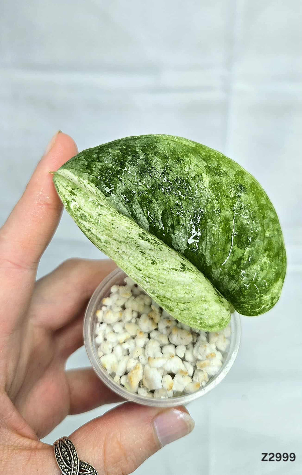 Scindapsus Silver Dark Cloud Variegata #Z2999