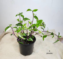 Charger l&#39;image dans la galerie, Tradescantia fluminensis tricolore

