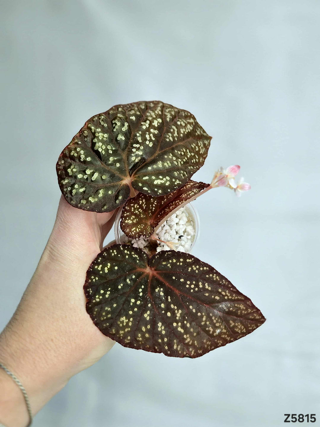 Bégonia NOID #Z5815