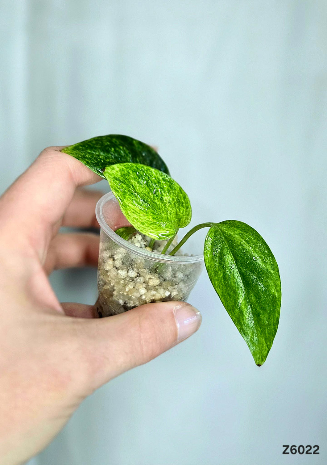 Epipremnum Yellow Star #Z6022