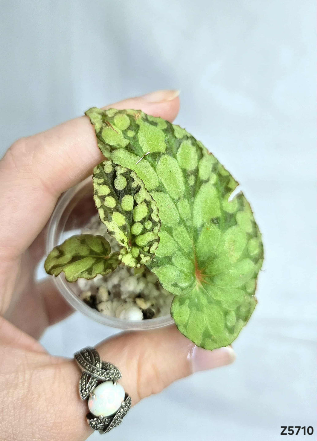 Bégonia Chloroneura Green U038 #Z5710