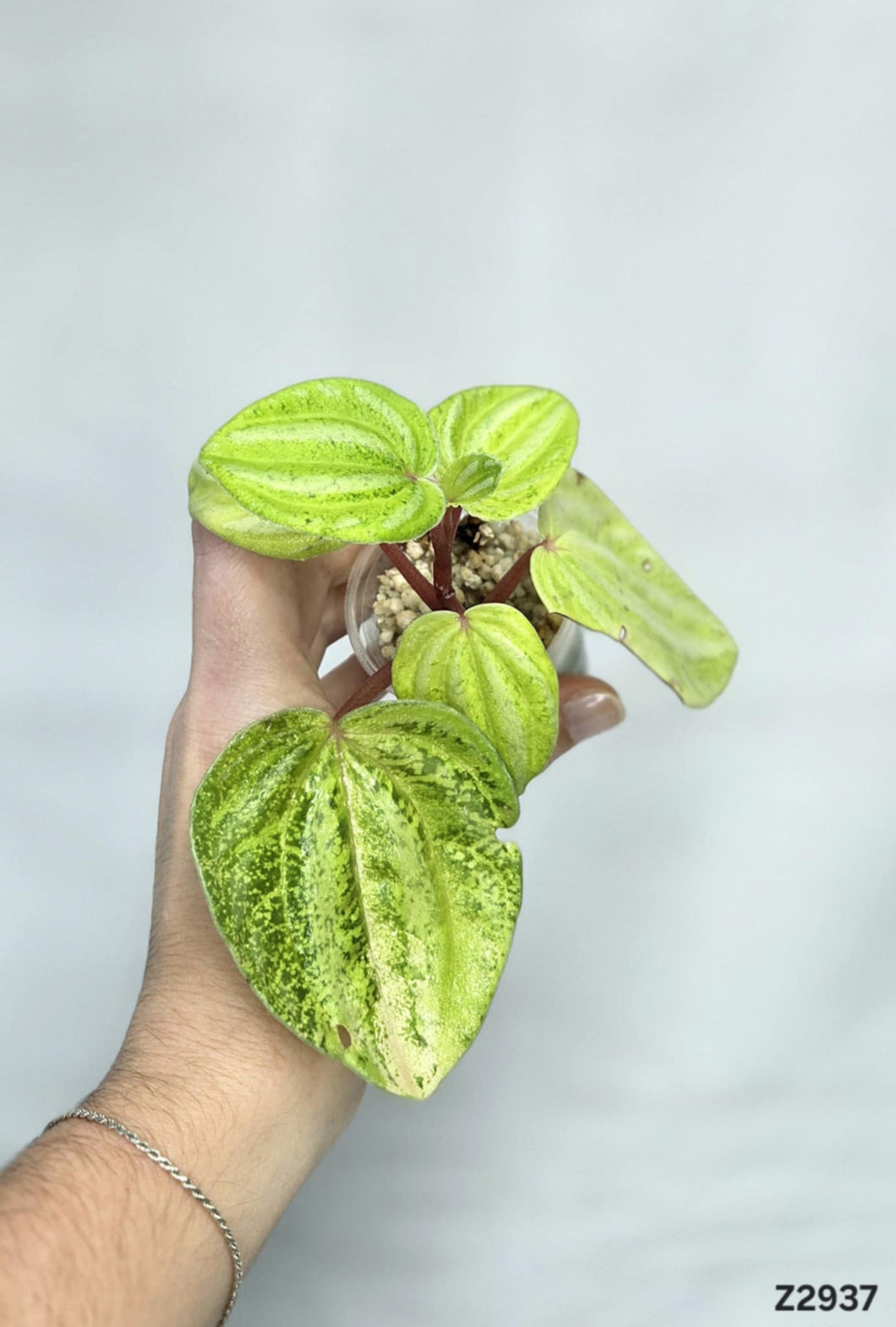 Peperomia Watermelon Variegata ⭐️ #Z2937