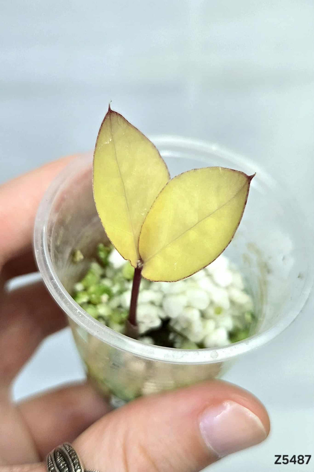 Zz plant Variegata #Z5487