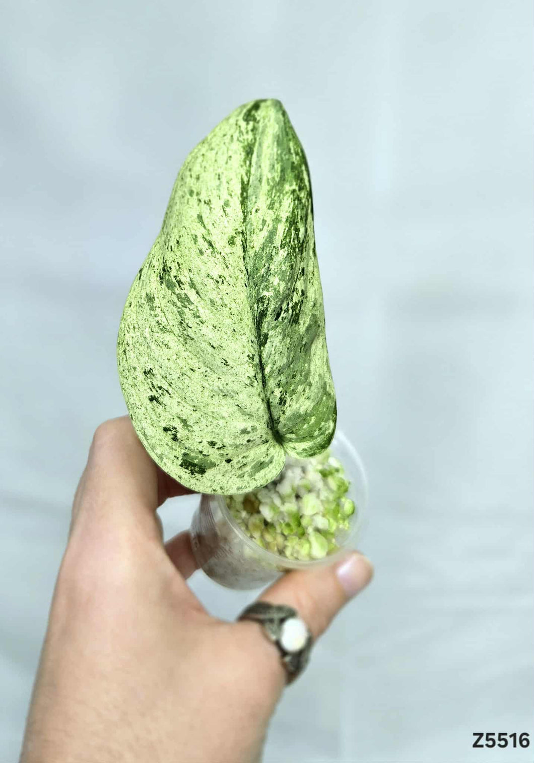 Scindapsus Jade Satin Marble #Z5516
