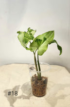 Charger l&#39;image dans la galerie, Syngonium three kings
