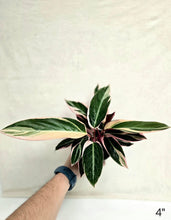 Load image into Gallery viewer, Stromanthe triostar ⭐️
