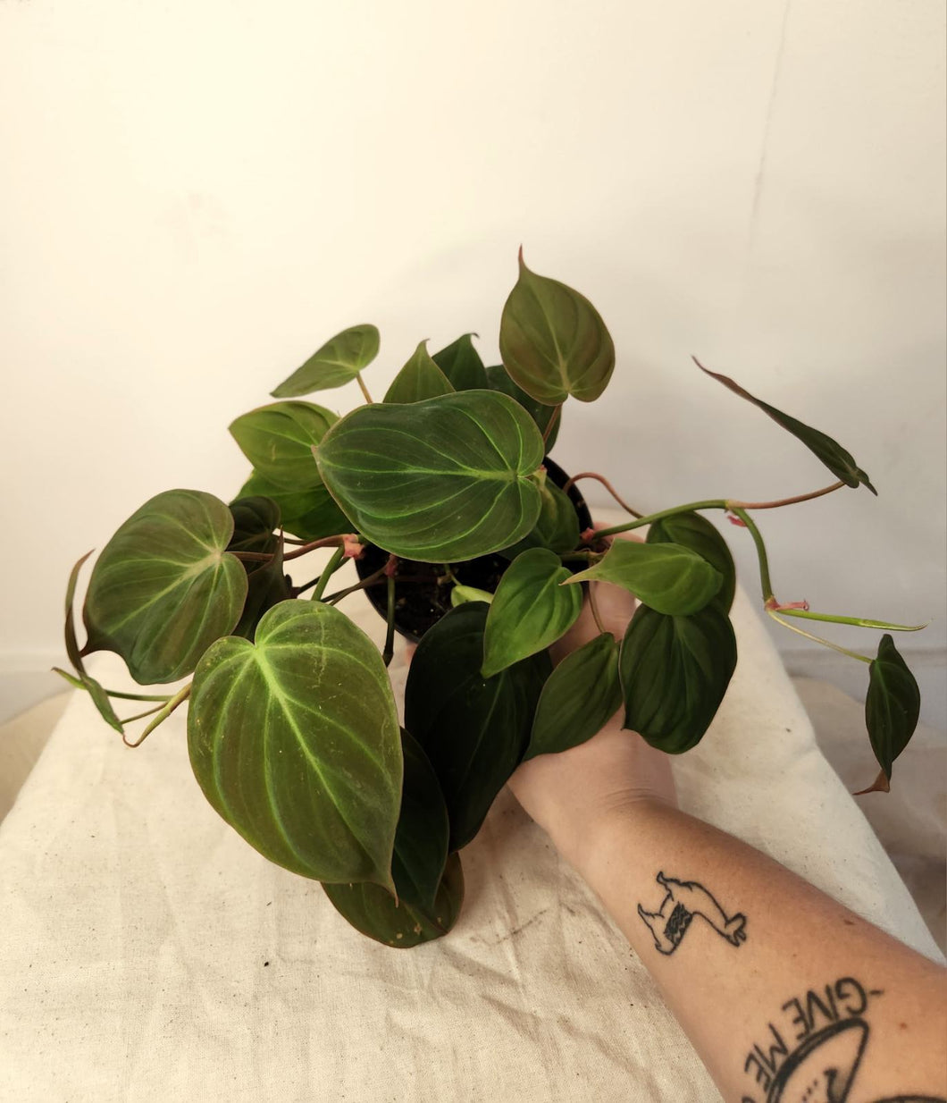 Philodendron mican