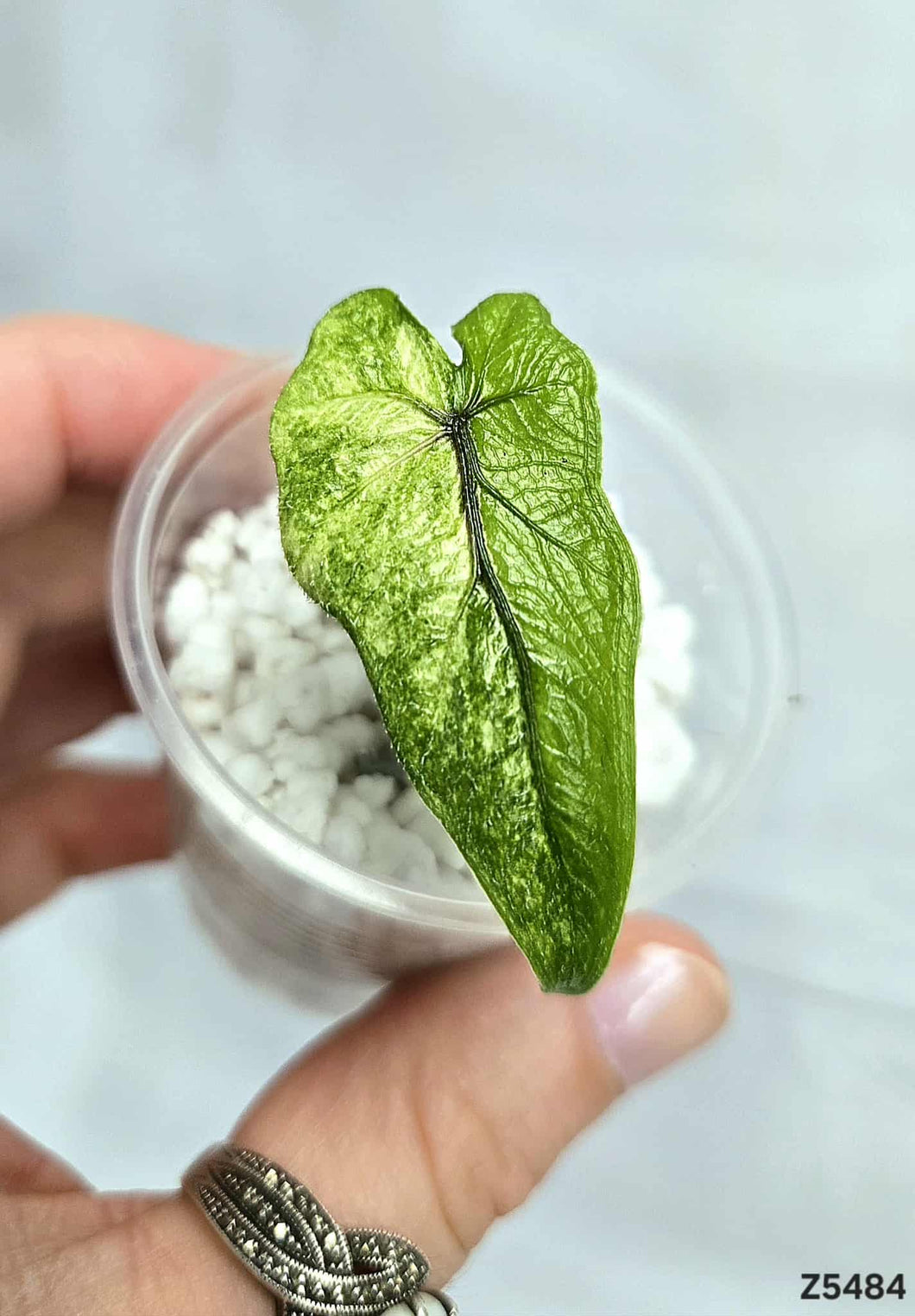 Alocasia Jacklyn Mystic #Z5484
