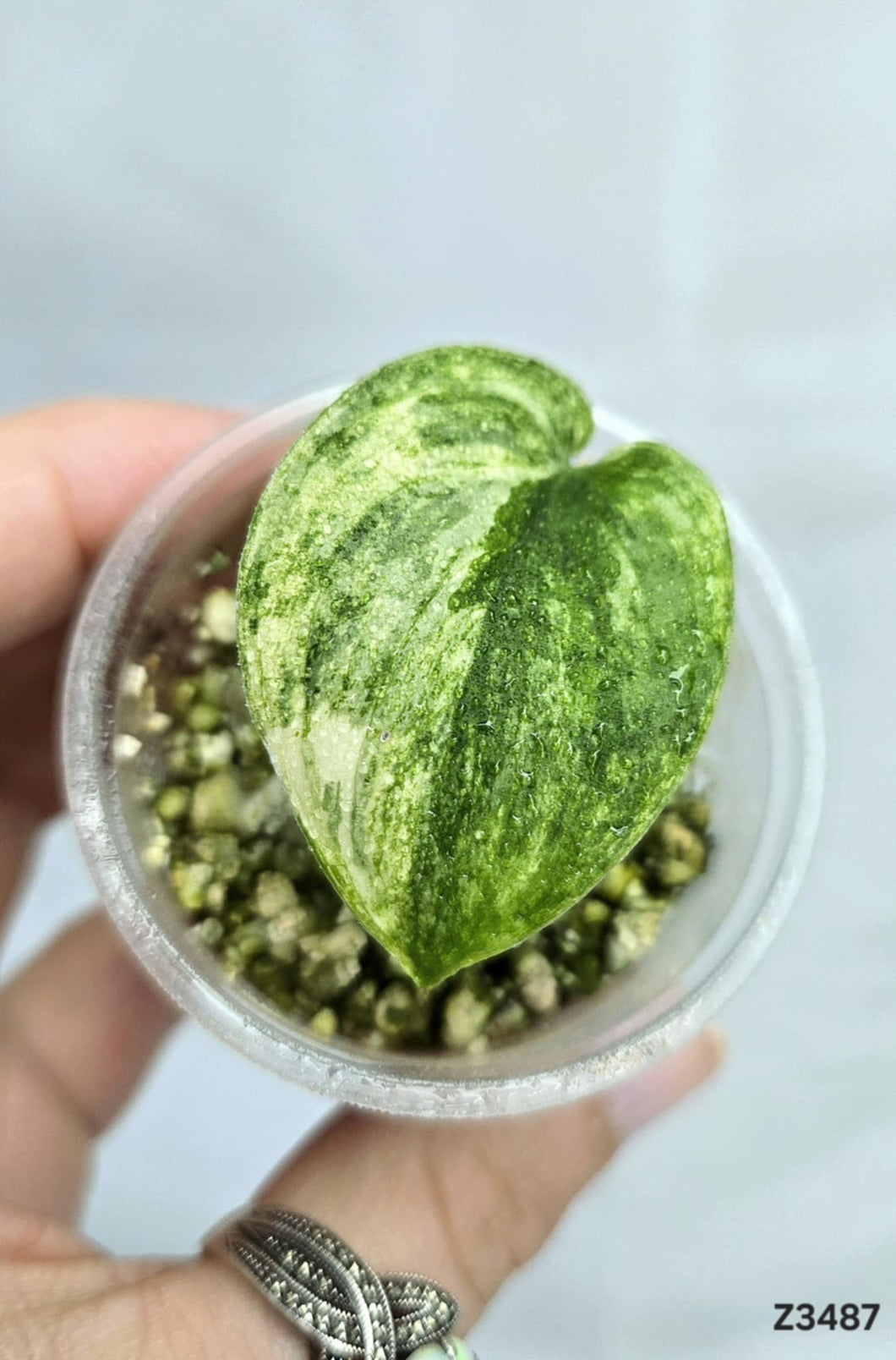Scindapsus Jade Satin White Mint #Z3487
