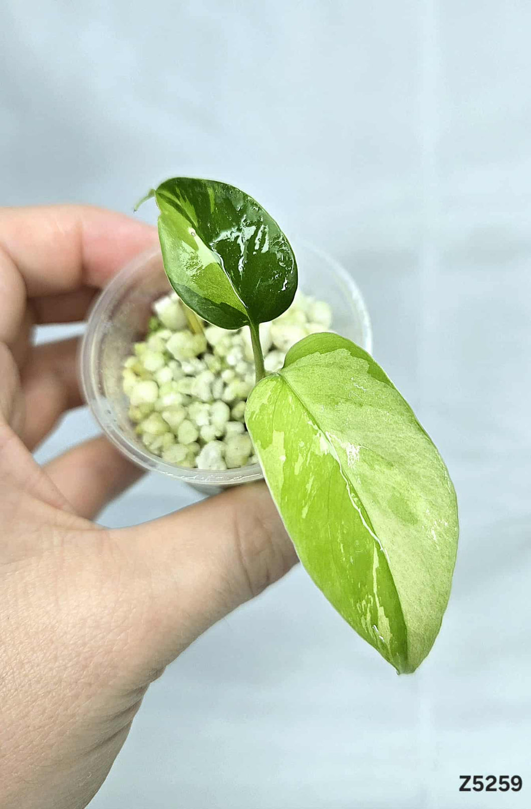 Raphidophora Tetrasperma Variegata #Z5259