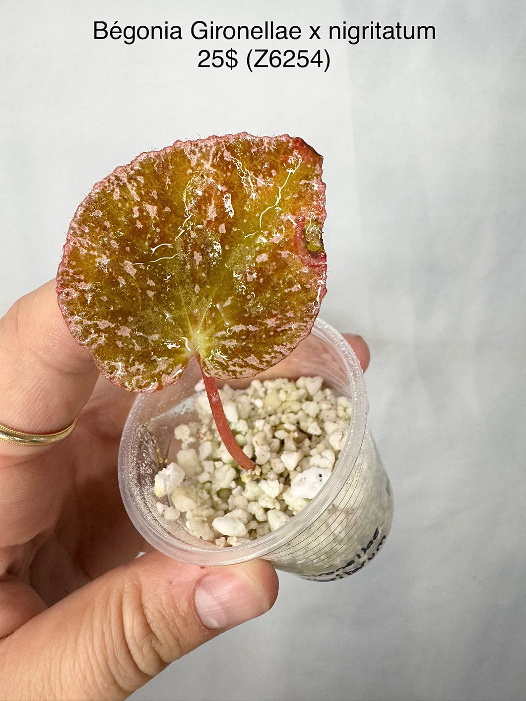 Bégonia Gironellae x nigritatum Z6254