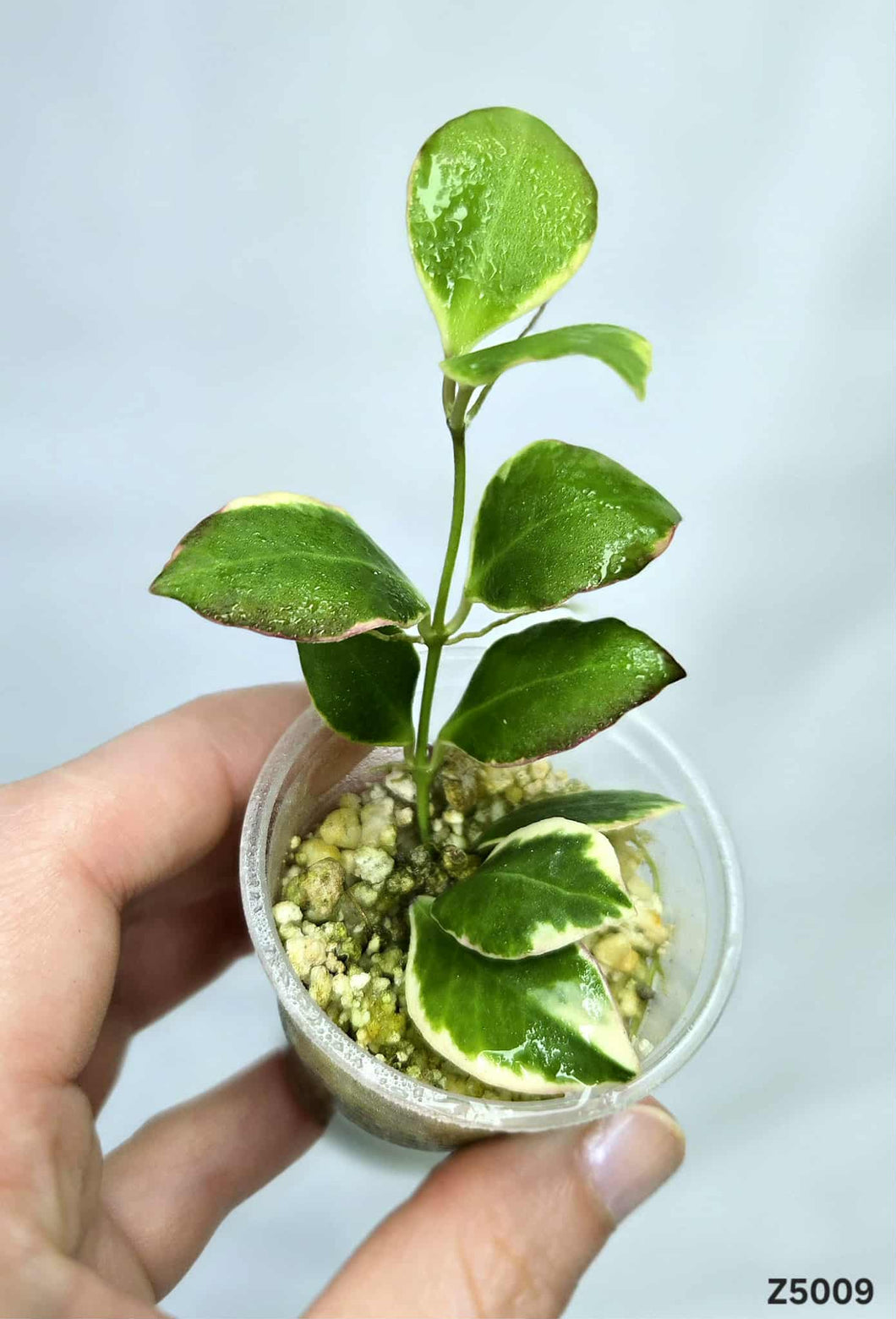 Hoya Heuschkeliana Albo ⭐️ #Z5009