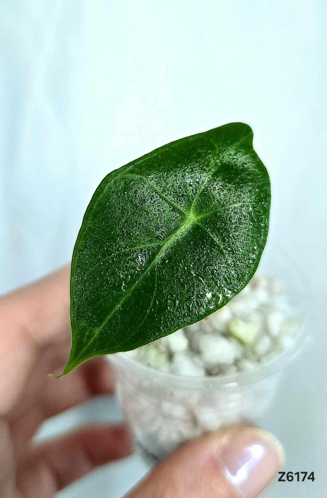 Alocasia Frydek  #Z6174