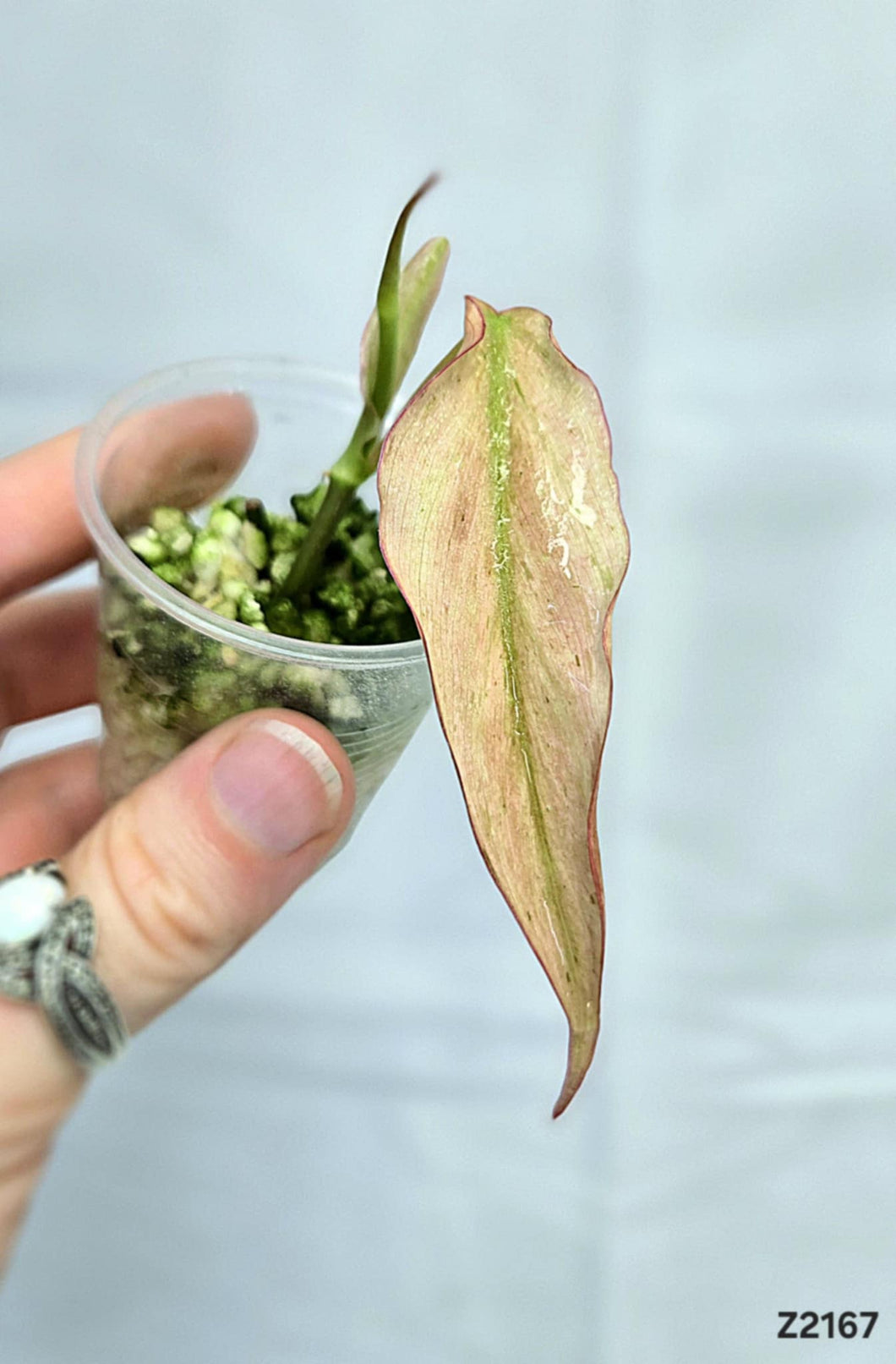 Philodendron Micans Mint #Z2167